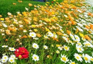 مراتع کردستان با ۲۵ هزار نشاء گیاهان دارویی غنی سازی می شود