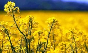 ۱۷ درصد اراضی زراعی آبی ایلام به کشت کلزا اختصاص می یابد