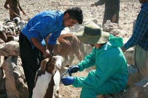 ۱۷۷ هزار راس دام سبک در ایوان مایه کوبی شد