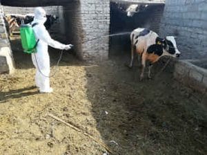 یک مورد ابتلا به تب کریمه کنگو در ایلام شناسایی شد