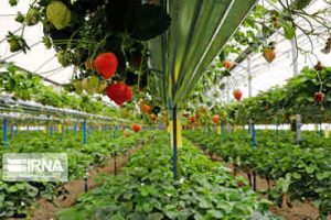 پیش بینی تولید سه هزار تن محصولات گلخانه ای در ایلام