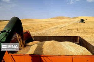 سخنگوی کمیسیون کشاورزی مجلس: اجرای قانون خرید تضمینی گندم در دولت سیزدهم/ تا خودکفایی تولید راه زیادی نداریم