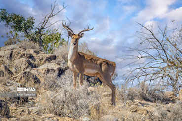 رشد ۸ برابری حیات‌وحش در قرق‌های اختصاصی/افزایش این مراکز در دستور کار
