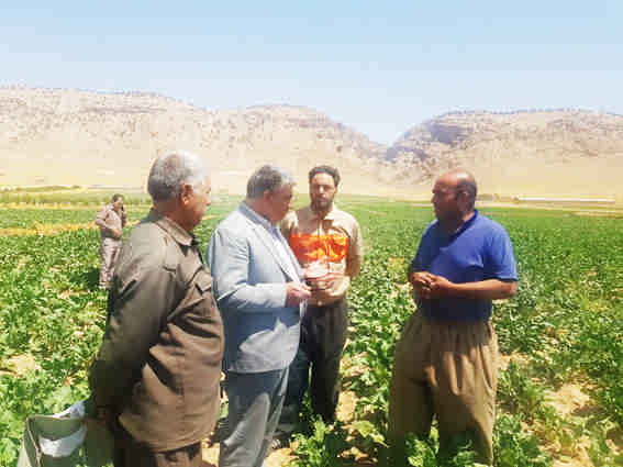 تعاون روستایی استان پیشتاز در انجام کشت قراردادی
