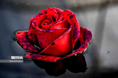 چرا ولنتاین غربی؟