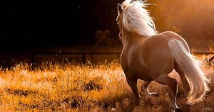 مادرم و دوست خوبش مادیان    *زهرا قاسمیان
