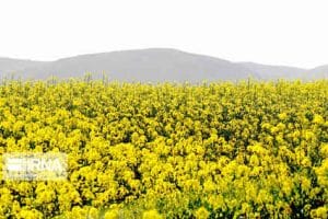 کشت کلزا در ۱۵ هزار هکتار از اراضی کشاورزی ایلام