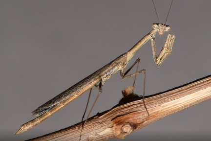 شناسایی گونۀ جدیدی از بندپایان در ایران