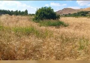 فیلم/ روستای علی‌آباد وسطی؛ نگینی سبز در دل سیروان