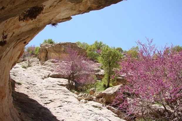 دره ارغوان ایلام: نگین سبز در محاصره بی‌مهر ی!   ✍️ عبدل خزلی
