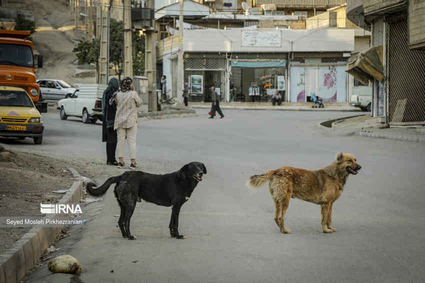 بیماری هاری کشنده اما قابل پیشگیری است