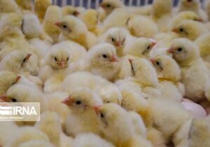 جوجه‌ریزی ۲۲ میلیونی در مرغداری‌های ایلام؛ تدارک ویژه برای نوروز