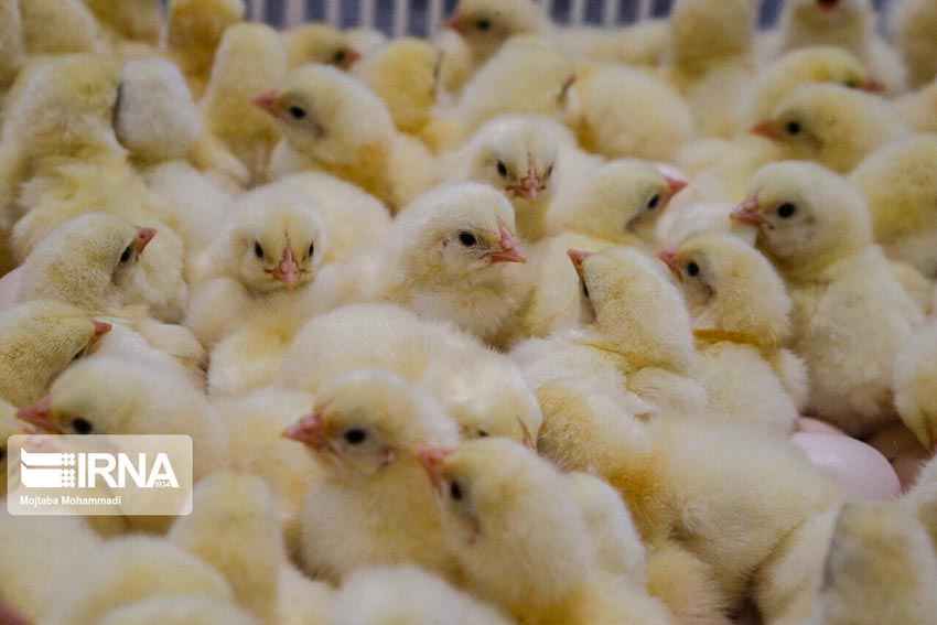 جوجه‌ریزی ۲۲ میلیونی در مرغداری‌های ایلام؛ تدارک ویژه برای نوروز