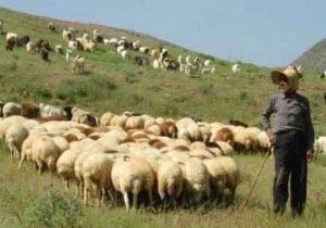 بهره‌مندی بیش از ۱۲۰۰ خانوار ایلامی از خدمات بیمه‌های اجتماعی کمیته امداد