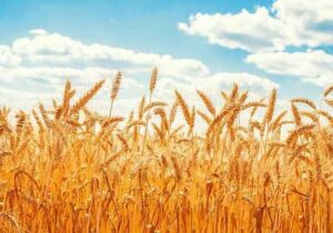 جمع‌آوری ۱۶۷ میلیارد ریال زکات در ایلام طی ۴ ماه نخست سال جاری/ اجرای ۲۷ طرح اشتغال‌زایی از محل زکات دام
